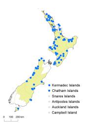 Selaginella kraussiana distribution map based on databased records at AK, CHR & WELT.
 Image: K. Boardman © Landcare Research 2017 CC BY 3.0 NZ